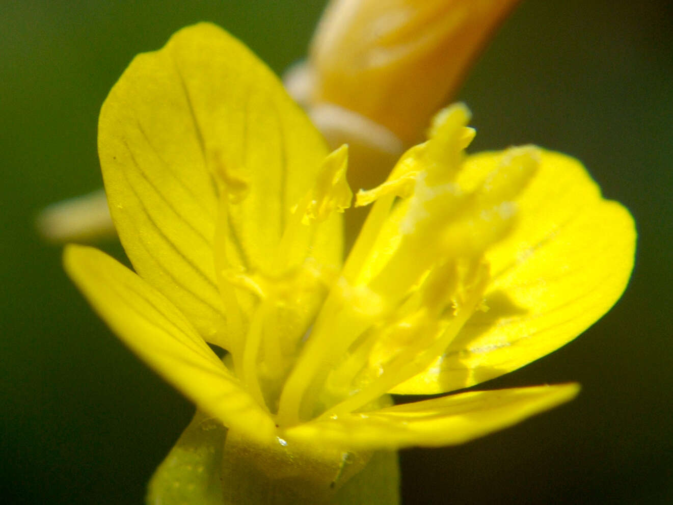 Imagem de Oenothera perennis L.