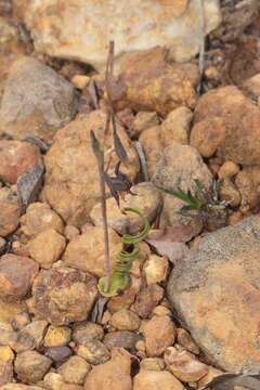 Image of Thelymitra speciosa Jeanes