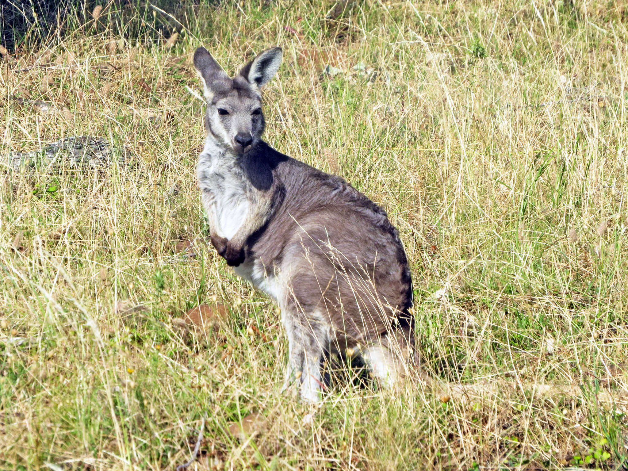 Macropus subgen. Osphranter Gould 1842的圖片