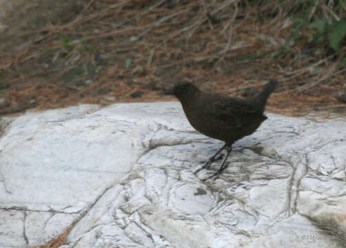 Image of dippers