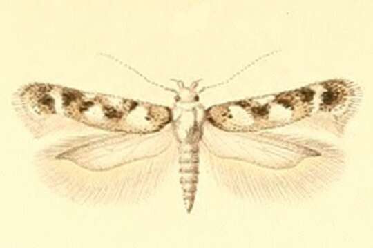 Plancia ëd Caryocolum delphinatella Constant 1889