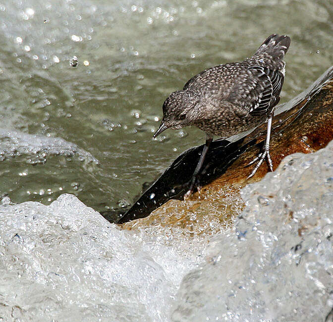 Image of dippers