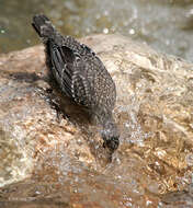 Image of dippers