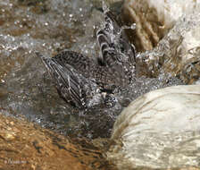 Image of dippers