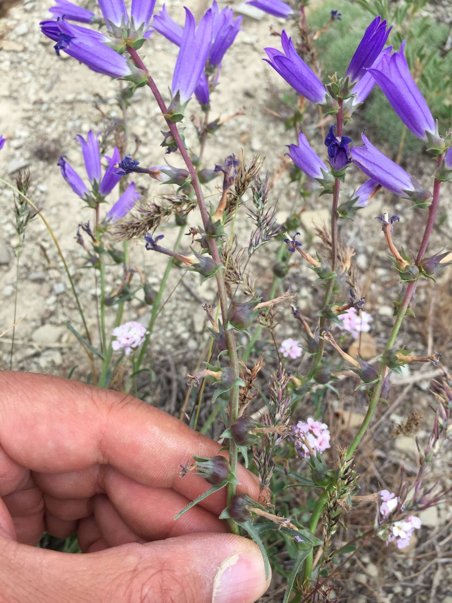 Image of Campanula ptarmicifolia Lam.