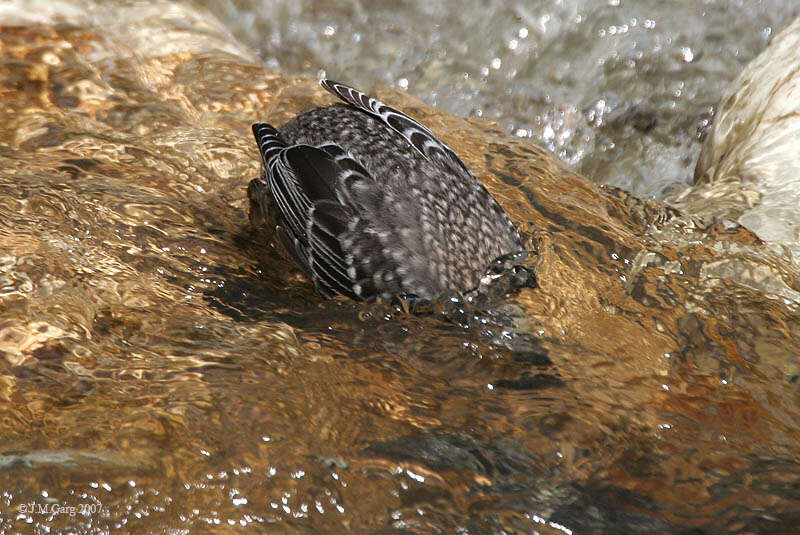 Image of dippers