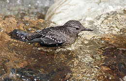 Image of dippers