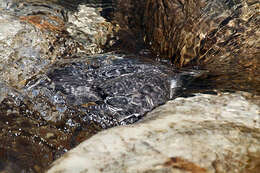 Image of dippers