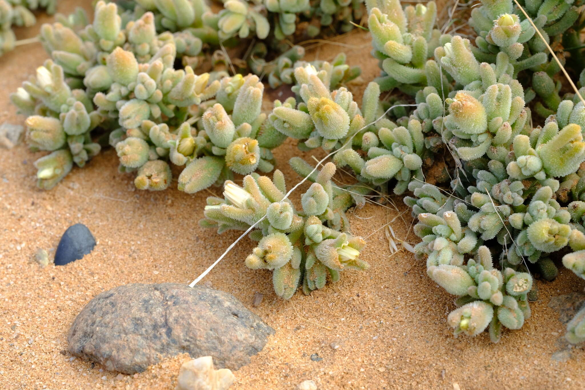 Image of Mesembryanthemum oculatum N. E. Brown