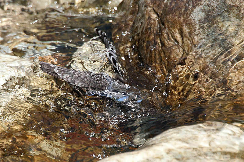 Image of dippers