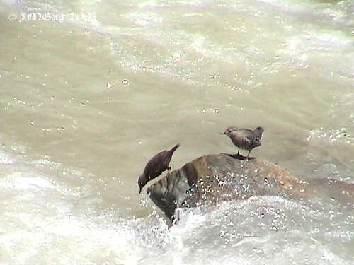 Image of dippers