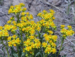 Image of threetooth ragwort