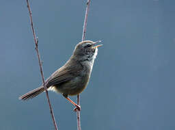 Image of Brown-flanked Bush Warbler