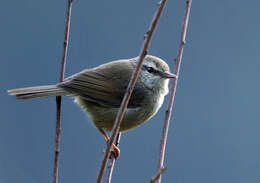 Image of Brown-flanked Bush Warbler