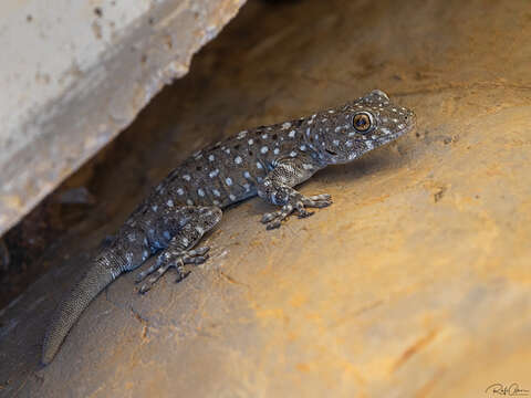 Image of Israeli Fan-fingered Gecko