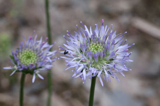 Слика од Jasione montana L.