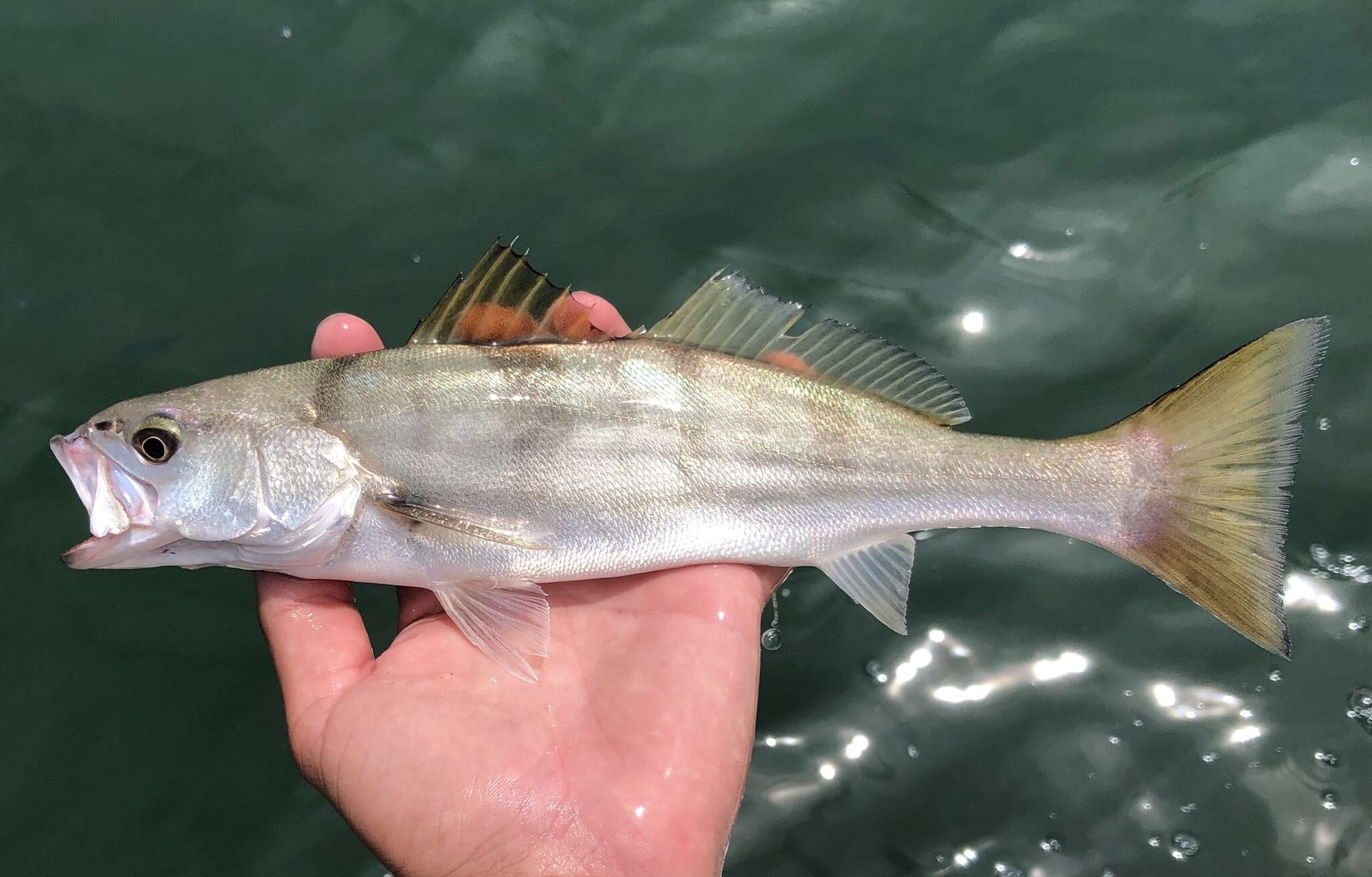 Image of Seabass