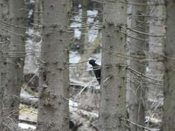 Image of Black Woodpecker