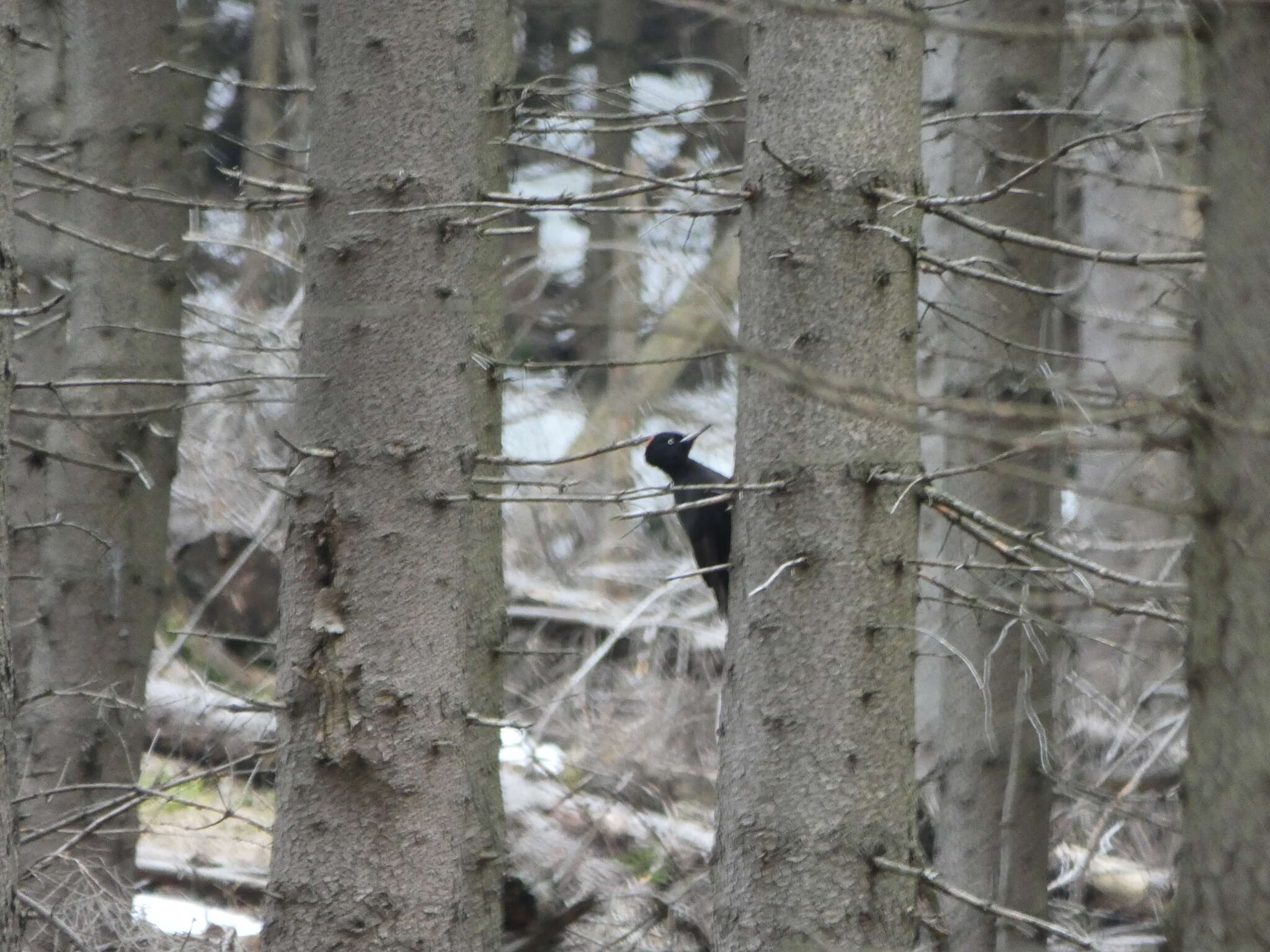 Image of Black Woodpecker