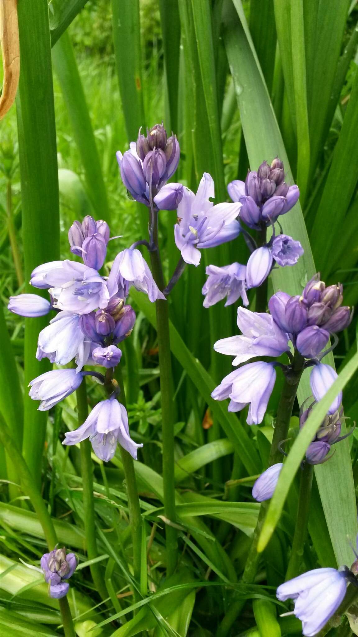 Image of Hispanic hyacinthoides