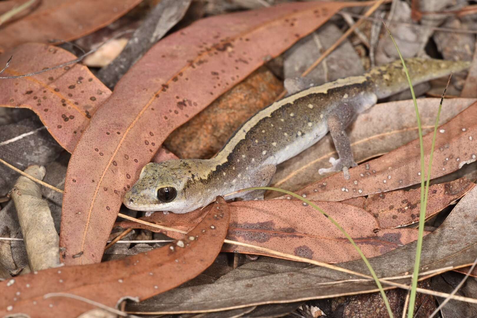 Image de Diplodactylus vittatus Gray 1832