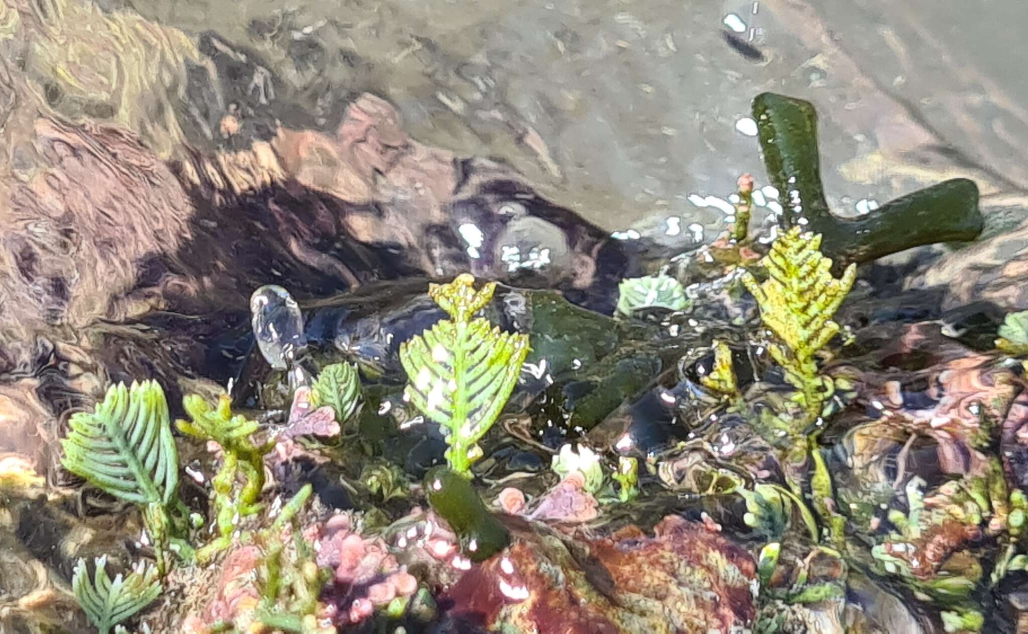 Image of Caulerpa sertularioides