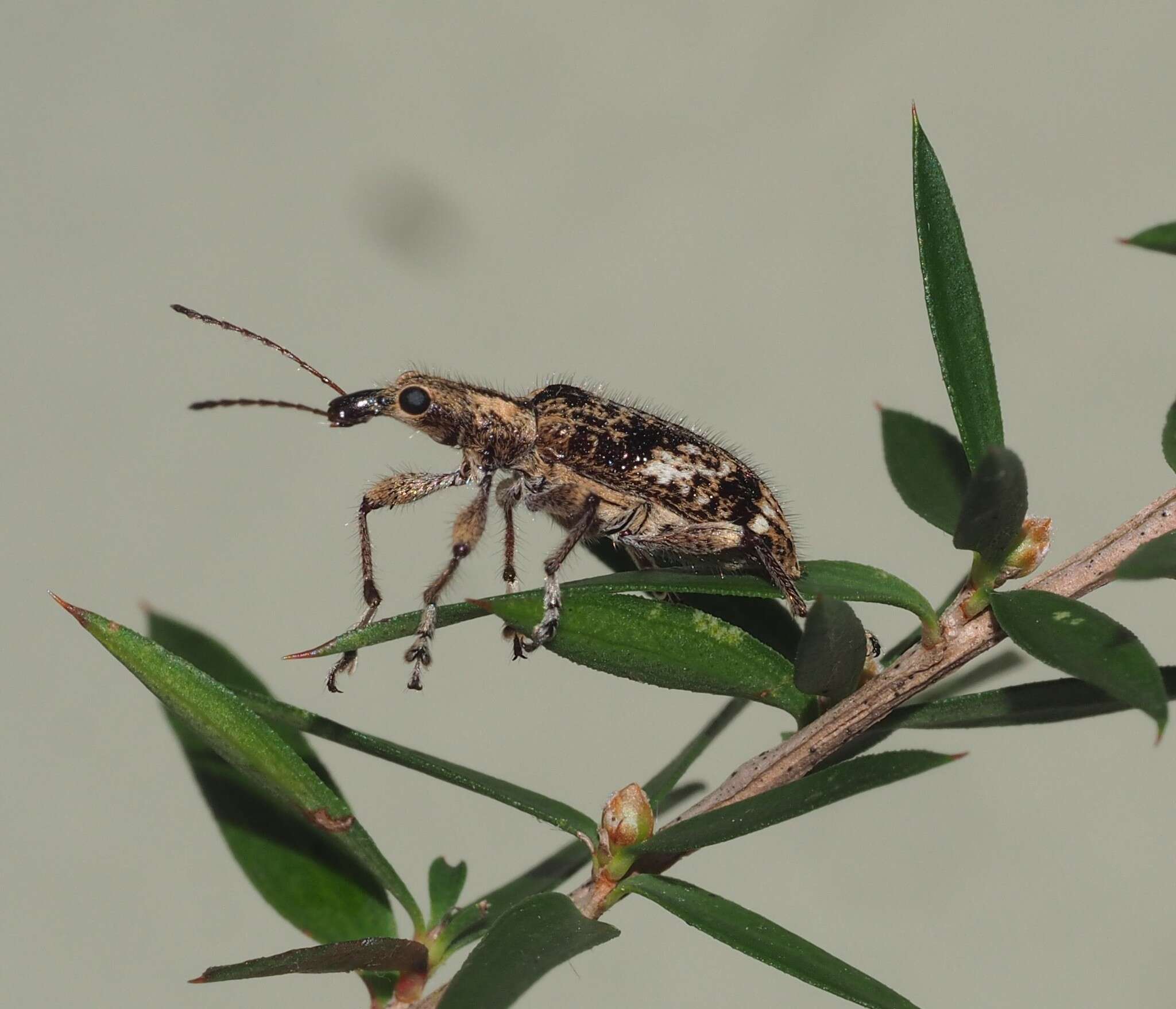 Image de Agnesiotis pilosula Pascoe & F. P. 1870