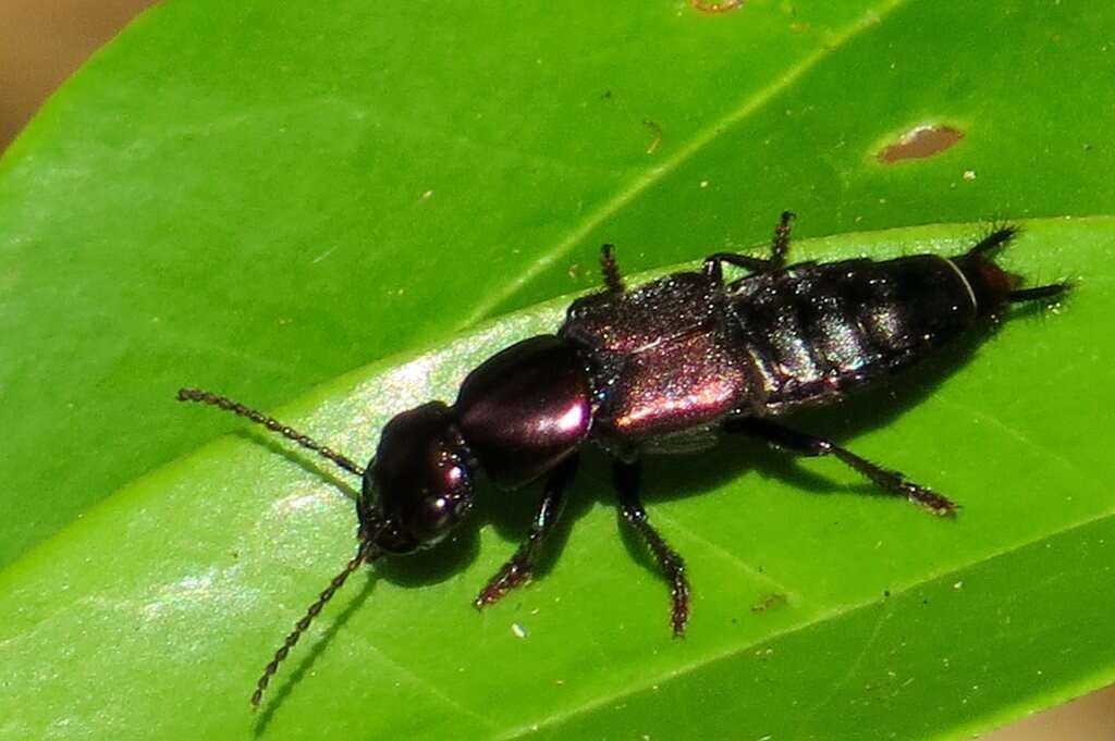 Sivun Antimerus punctipennis Lea 1906 kuva