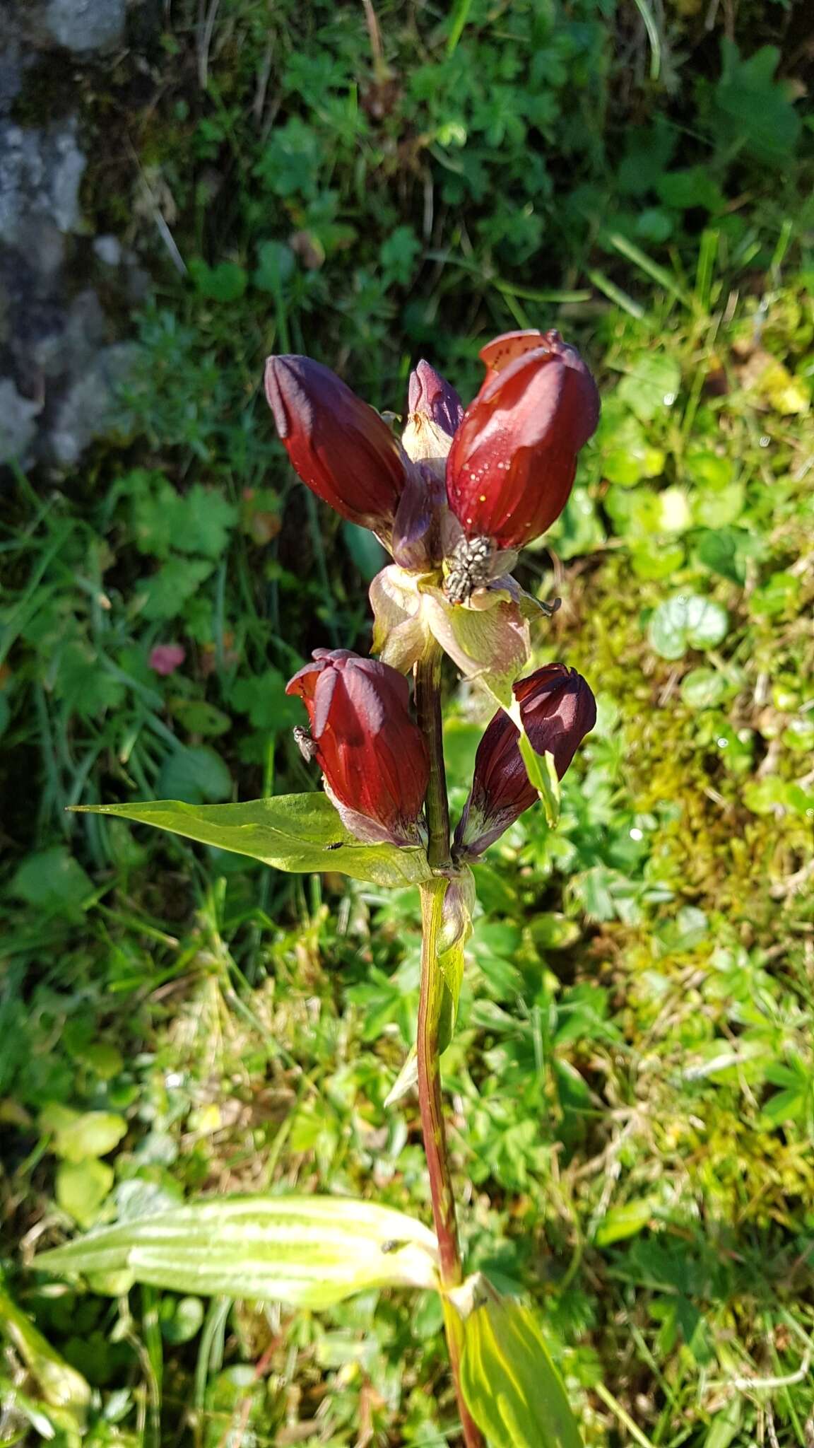 Image de Gentiane Pourpre