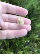 Image of Pale Beak Sedge