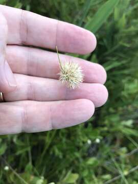 Image of Pale Beak Sedge