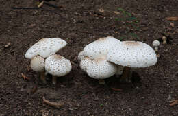 Image of Green-spored parasol