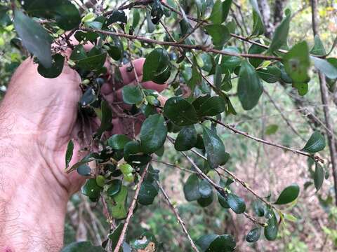 Слика од Planchonella cotinifolia (A. DC.) Dubard