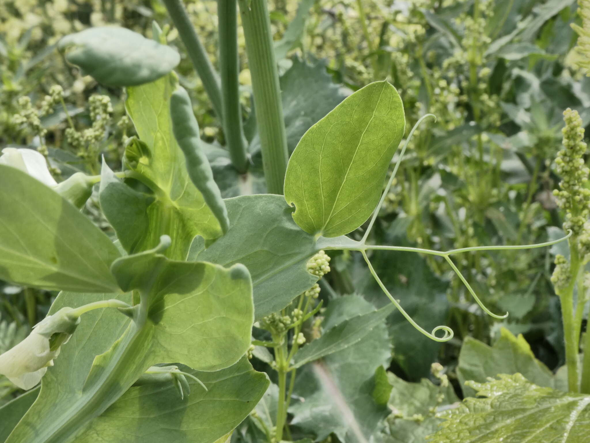 Image of Cyprus-vetch