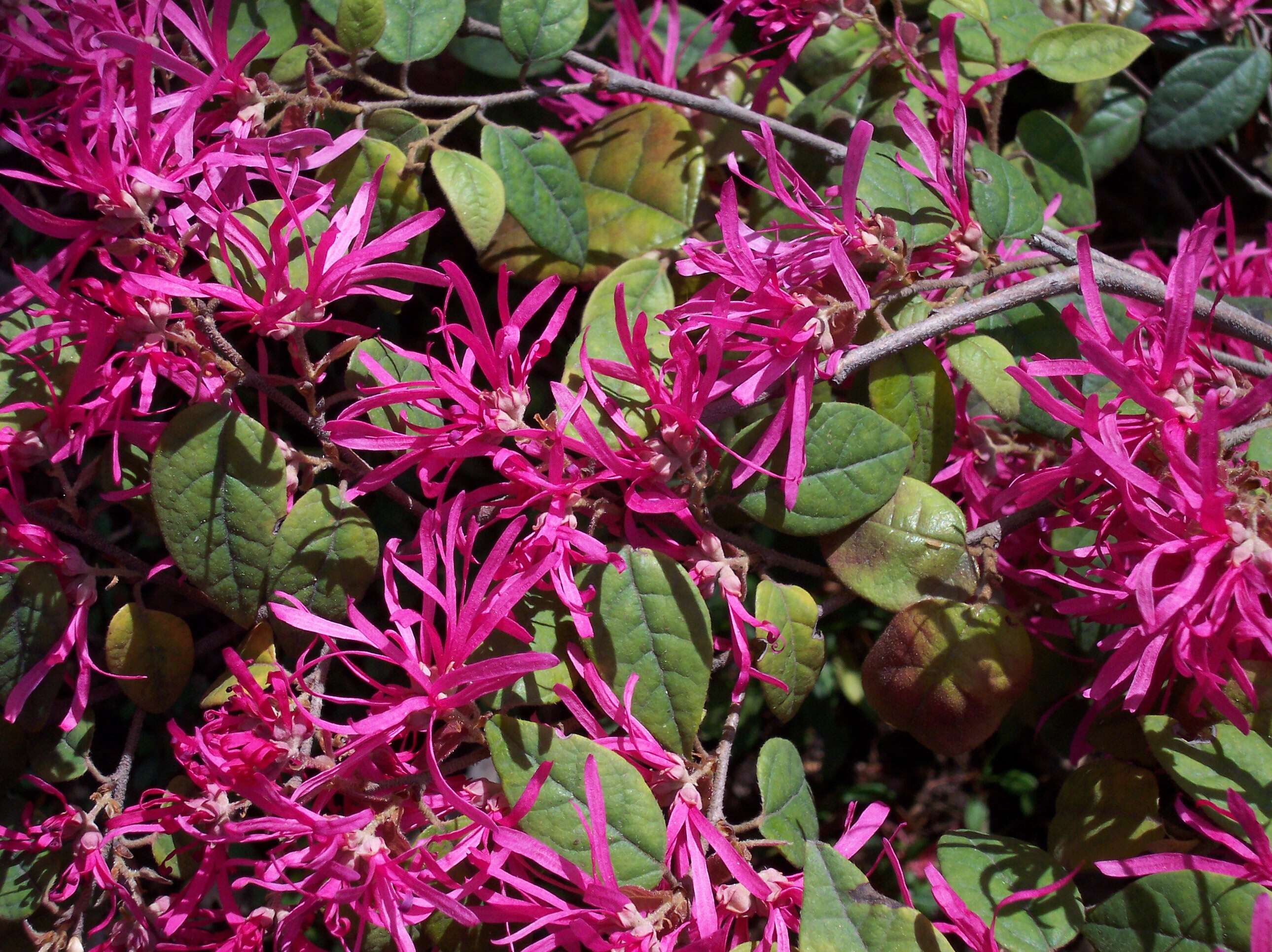 صورة Loropetalum chinense (R. Br.) Oliv.