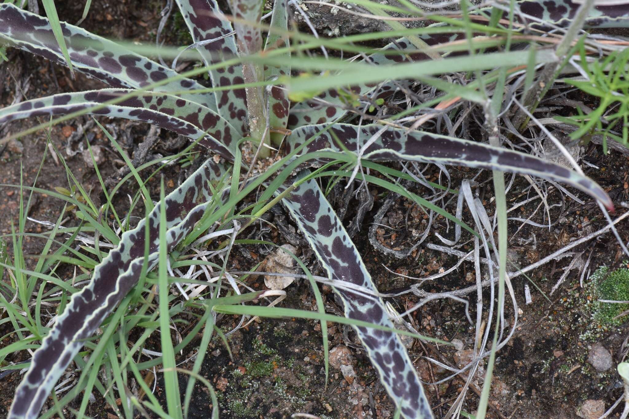 Image de Agave guttata Jacobi & C. D. Bouché