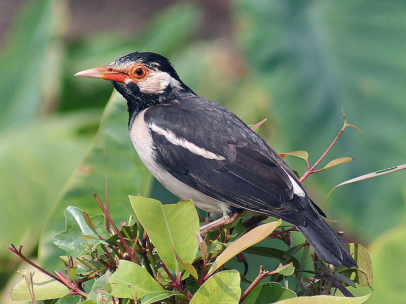 Gracupica contra (Linnaeus 1758) resmi