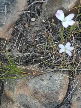 Image of Wild pink