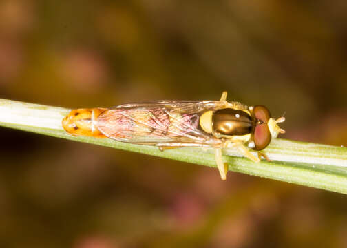 Image of Sphaerophoria scripta (Linnaeus 1758)