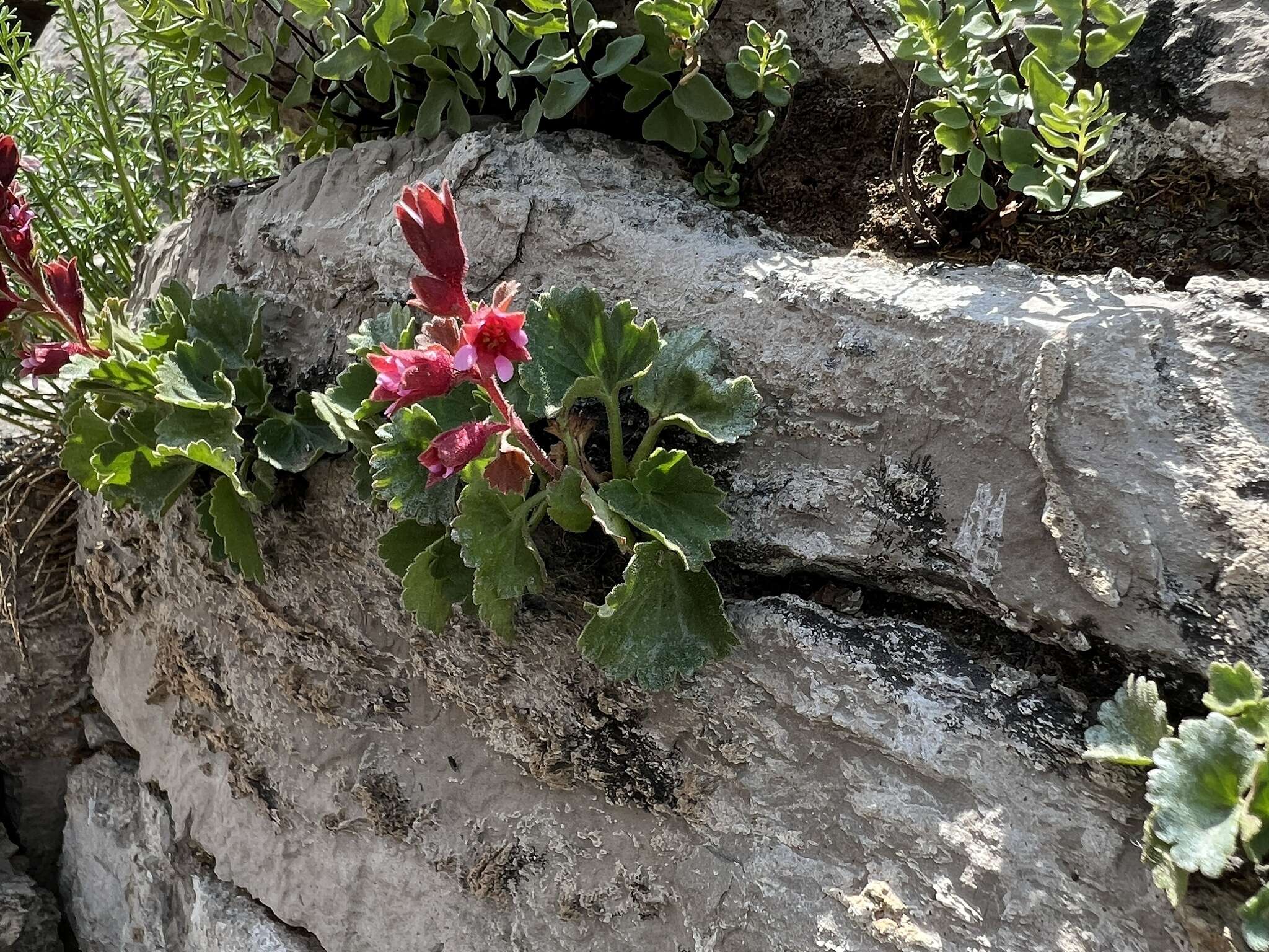 Sivun Boykinia heucheriformis (Rydb.) Rosend. kuva