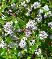 Image of ceanothus