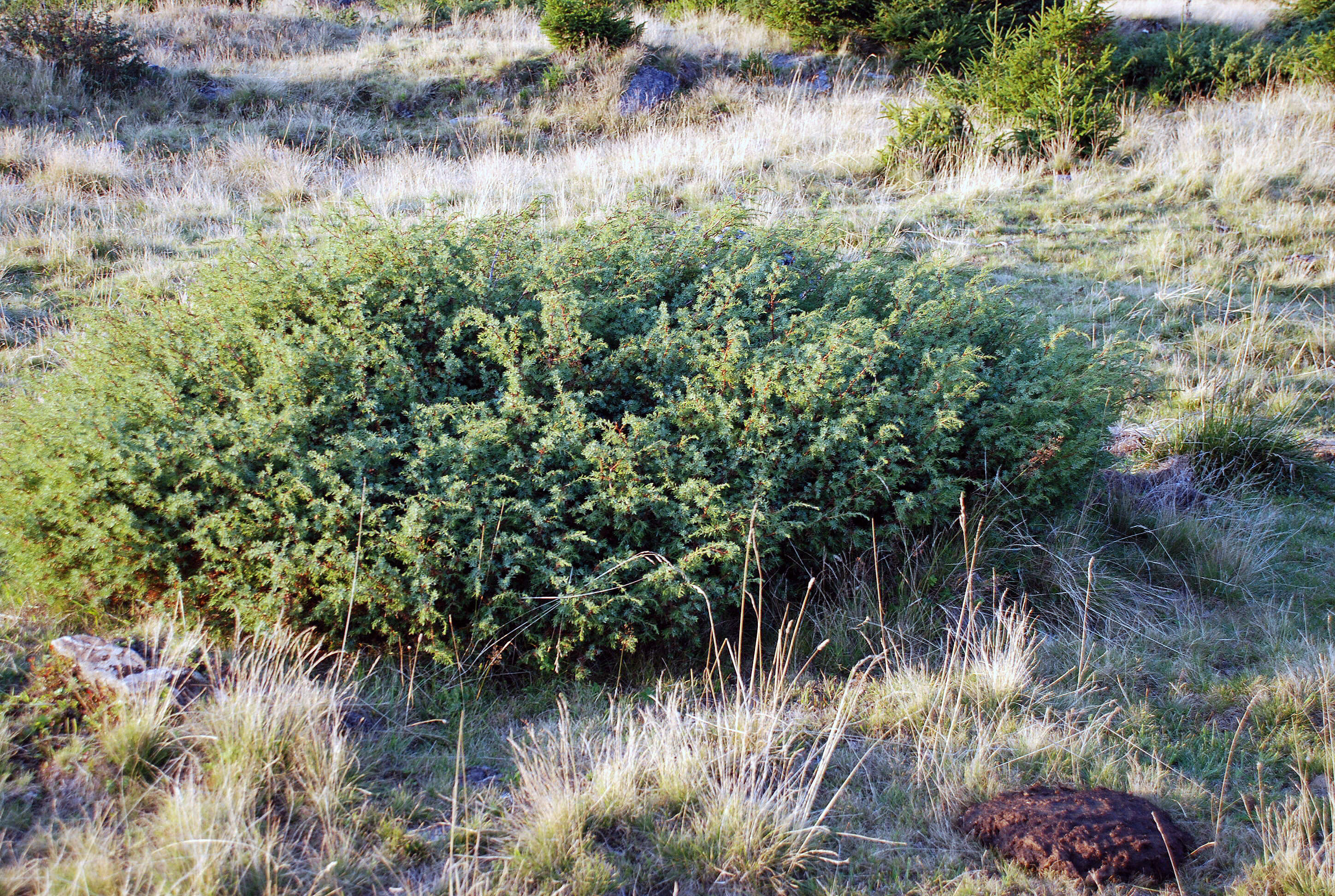 Image of Common Juniper