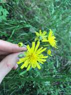 Image of Hieracium murorum subsp. murorum