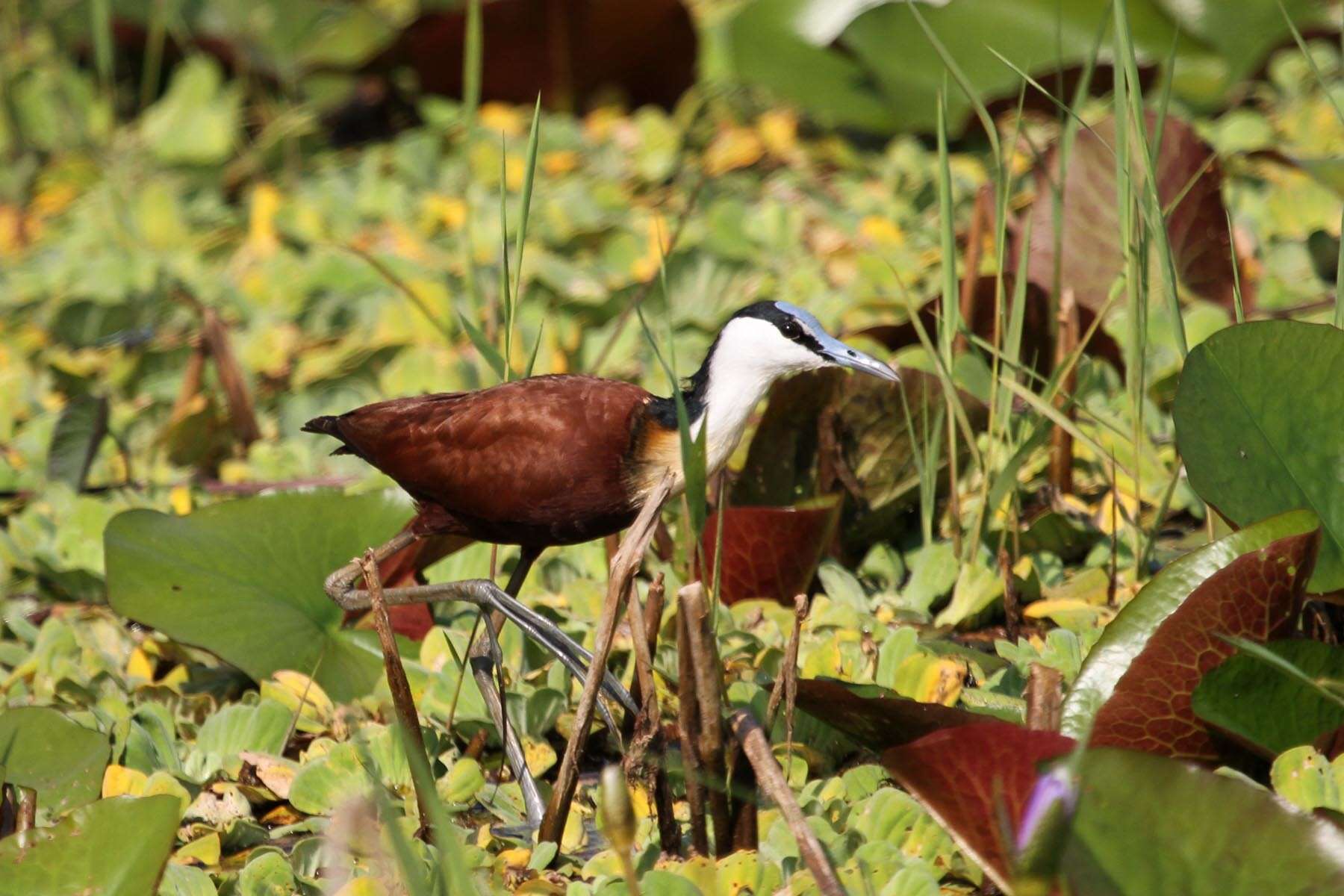 Imagem de Actophilornis Oberholser 1925