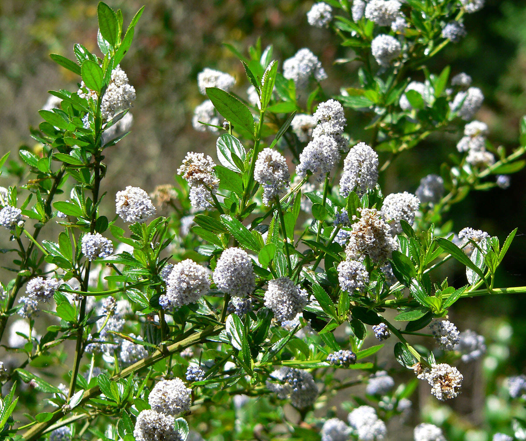 Image of blueblossom