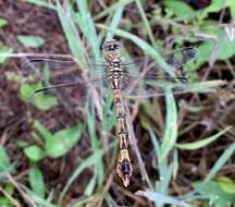 Image of Clubbed Talontail