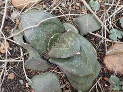 Image of Gasteria nitida (Salm-Dyck) Haw.