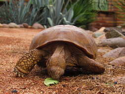 Image of Gopherus evgoodei Edwards, Karl, Vaughn, Rosen & Meléndez-Torres