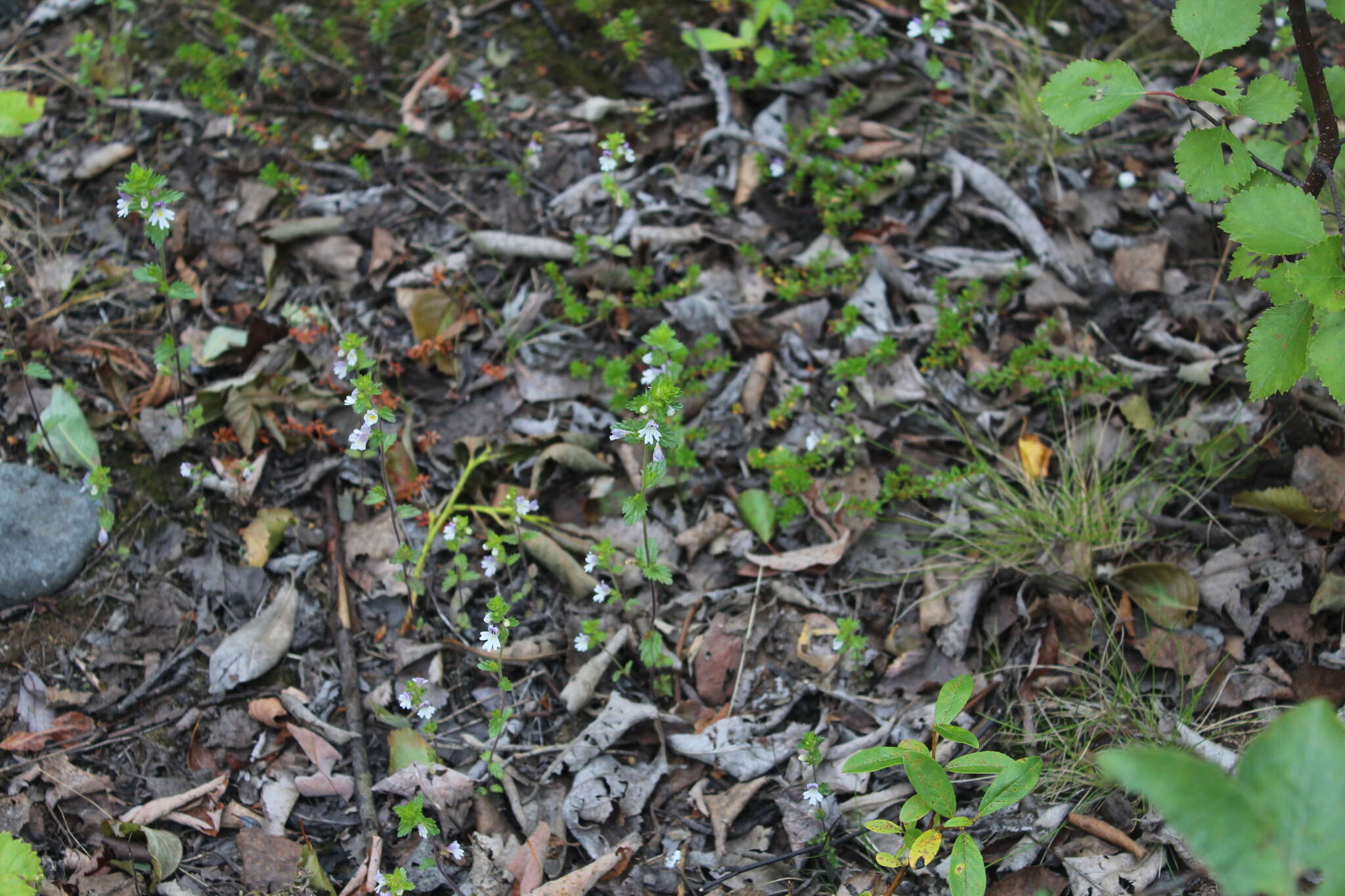 Image of Euphrasia wettsteinii G. L. Gusarova