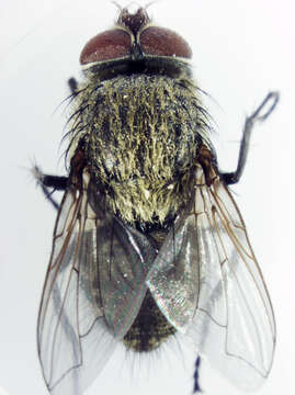 Image of Tufted cluster fly